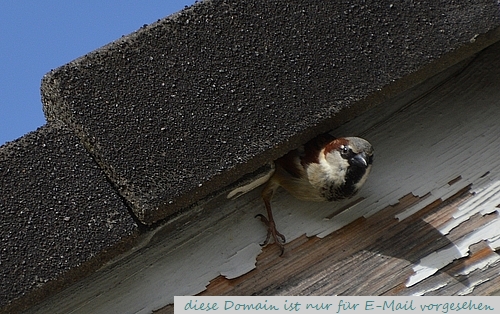 diese Domain ist nur f�r E-Mail vorgesehen